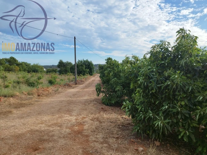 Terreno para Venda em Silves Foto 8