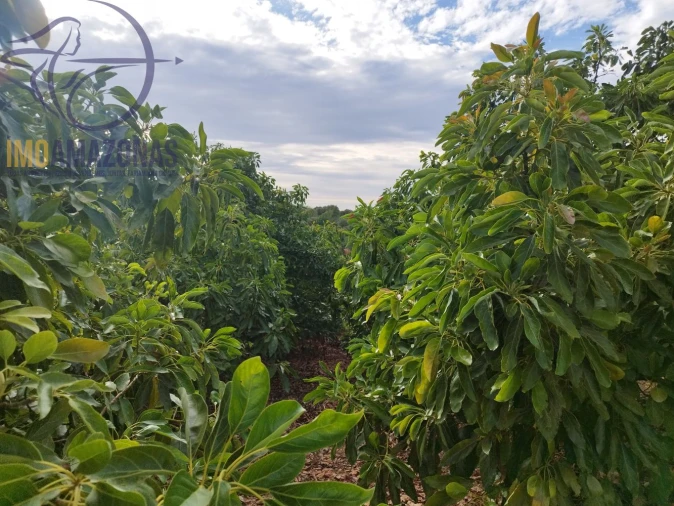 Terreno para Venda em Silves Foto 19