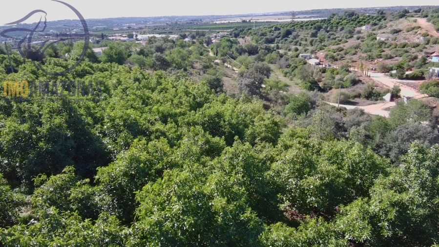 Terreno para Venda em Silves Foto 23