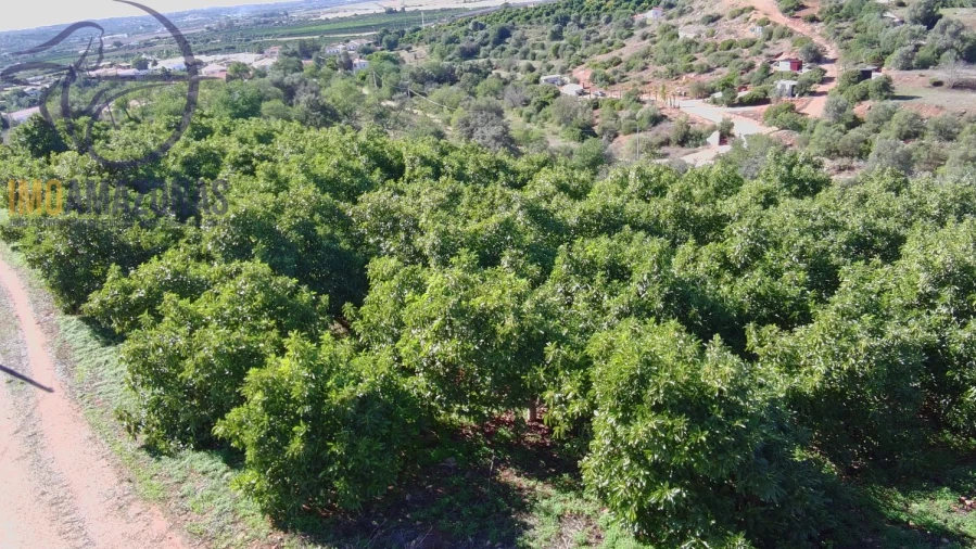 Terreno para Venda em Silves Foto 20