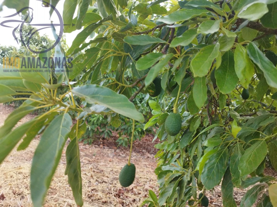 Terreno para Venda em Silves Foto 4