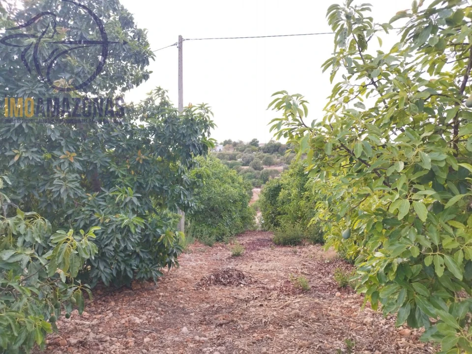 Terreno para Venda em Silves Foto 11