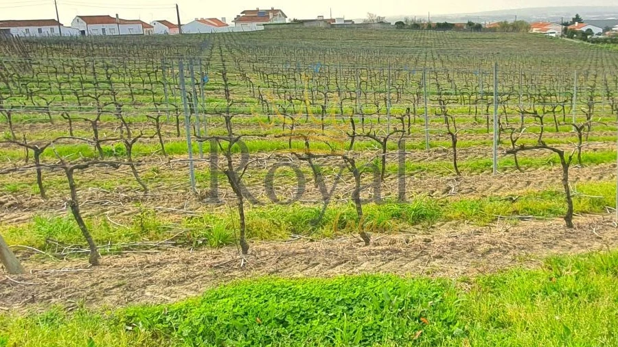 Terreno para Venda em Gaeiras