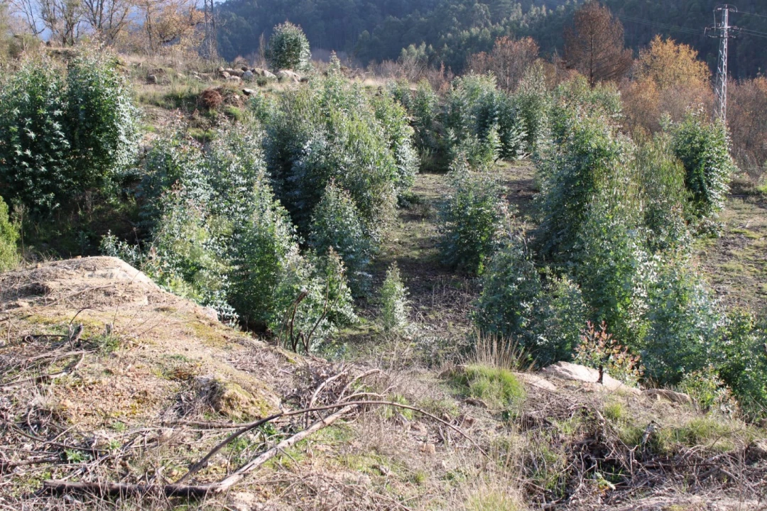 Terreno para Venda em Vila Boa de Quires e Maureles Foto 13