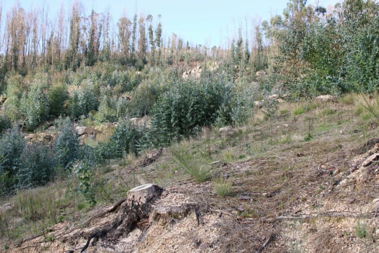 Terreno para Venda em Vila Boa de Quires e Maureles Foto 12