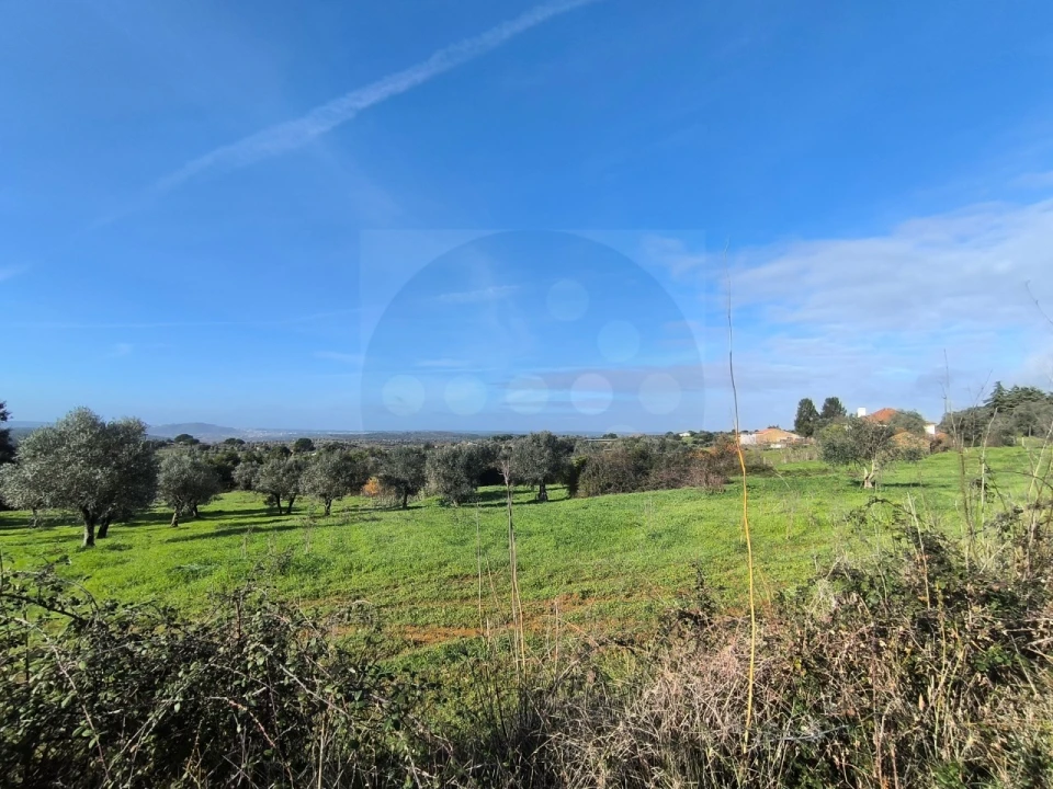 Terreno para Venda em Mouriscas Foto 13