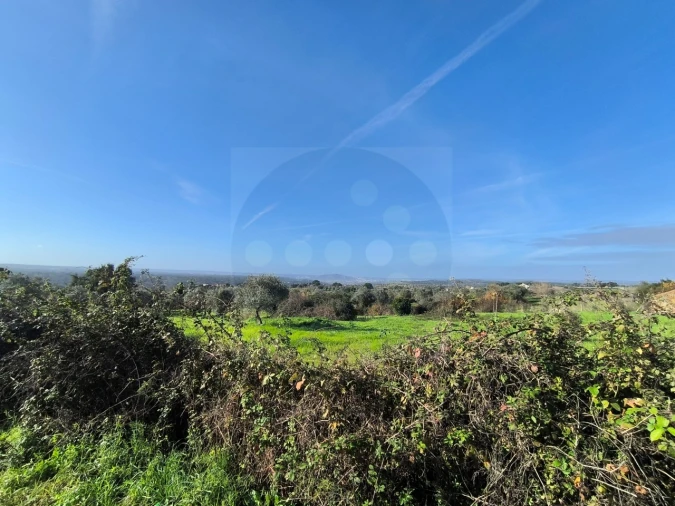 Terreno para Venda em Mouriscas Foto 5