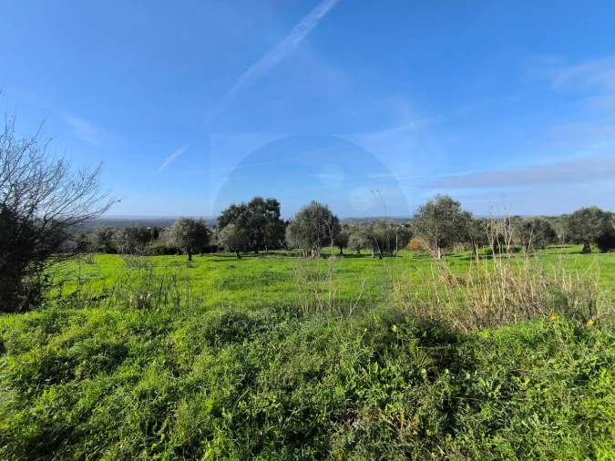 Terreno para Venda em Mouriscas Foto 15