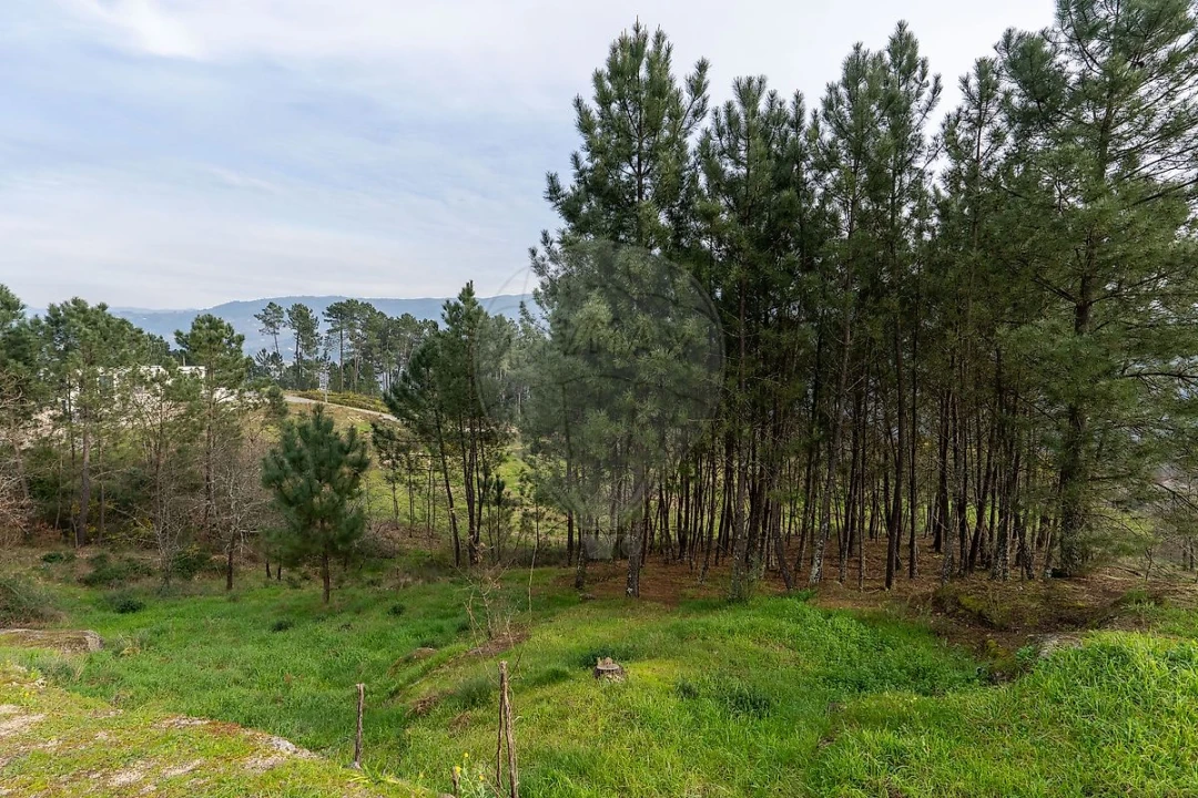 Terreno para Venda em Várzea, Aliviada e Folhada Foto 15