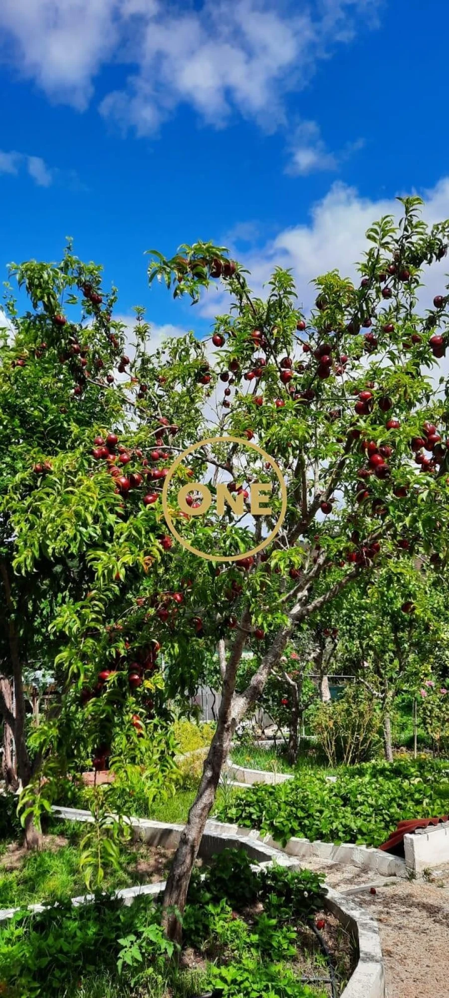 Moradia T3 para Venda em Pavia Foto 21