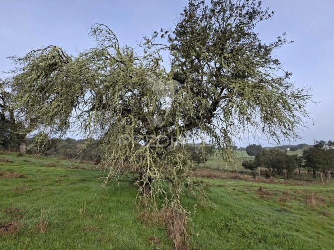 Terreno para Venda em Capelins (Santo Antonio) Foto 4
