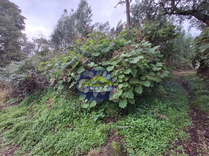 Terreno para Venda em São Paio de Oleiros Foto 15