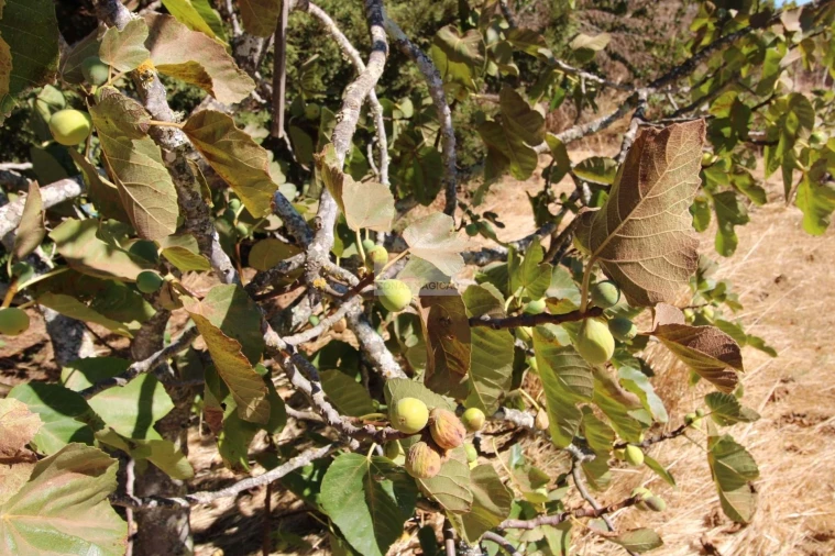 Quinta T1 para Venda em Lagos (São Sebastião e Santa Maria) Foto 7