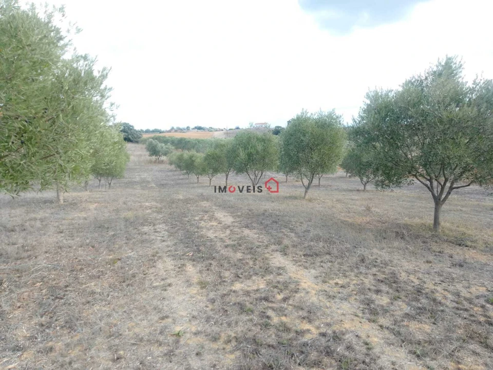 Terreno para Venda em Romeira e Várzea Foto 9