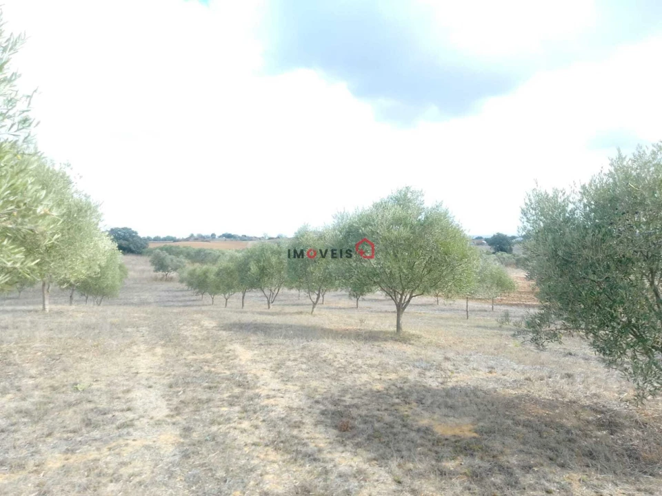 Terreno para Venda em Romeira e Várzea Foto 7