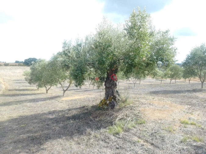 Terreno para Venda em Romeira e Várzea Foto 4
