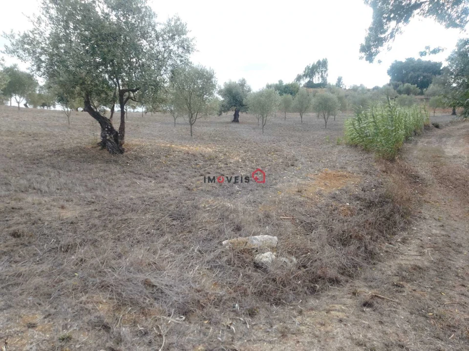 Terreno para Venda em Romeira e Várzea Foto 8