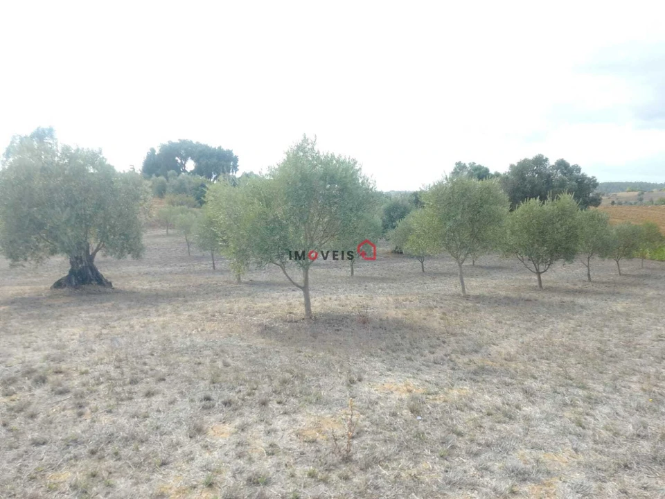 Terreno para Venda em Romeira e Várzea Foto 6