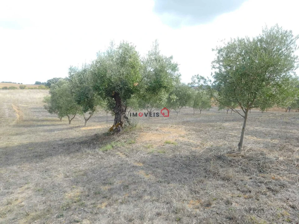 Terreno para Venda em Romeira e Várzea Foto 3