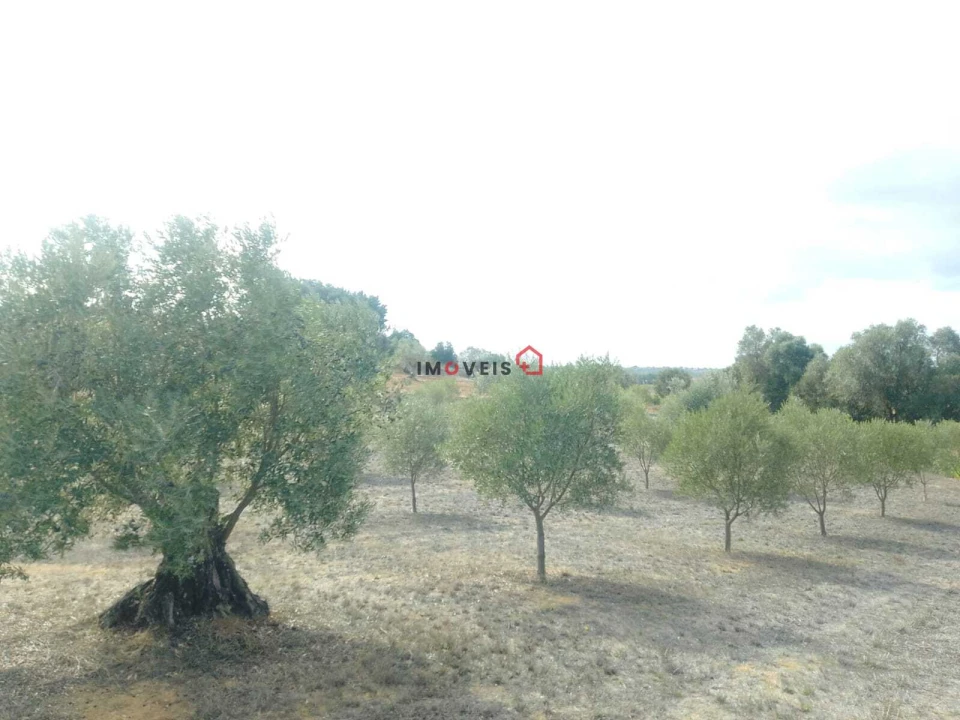 Terreno para Venda em Romeira e Várzea Foto 1