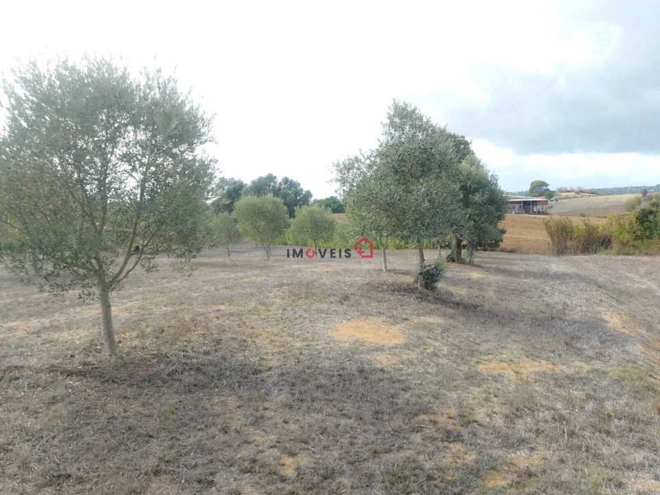 Terreno para Venda em Romeira e Várzea Foto 5