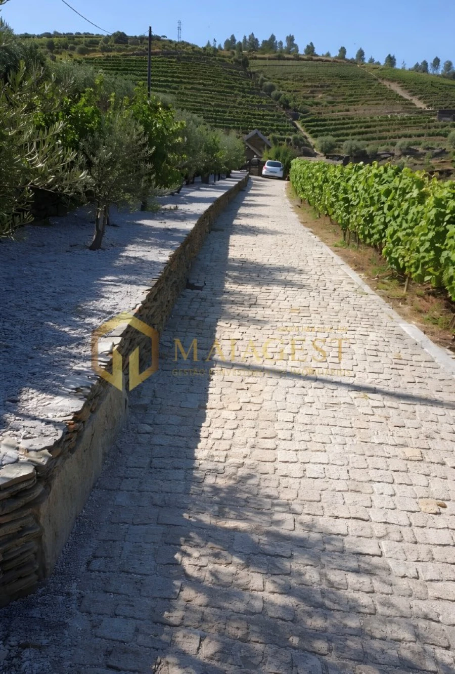 Quinta T3 para Venda em Tabuaço Foto 2