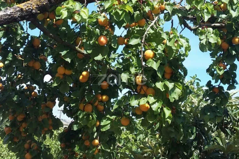 Quinta T5 para Venda em Marvila, Ribeira Santarém, São Salvador, São Nicolau Foto 49