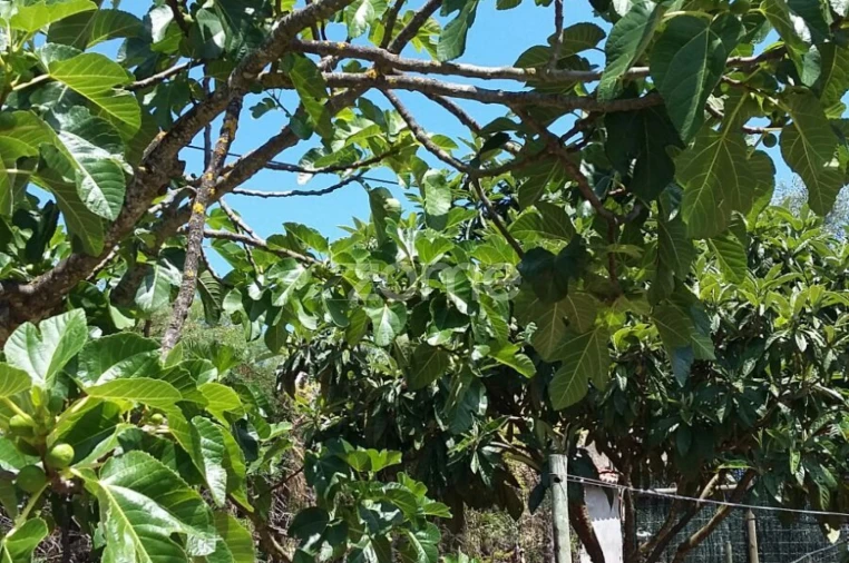 Quinta T5 para Venda em Marvila, Ribeira Santarém, São Salvador, São Nicolau Foto 56