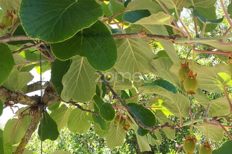 Quinta T5 para Venda em Marvila, Ribeira Santarém, São Salvador, São Nicolau Foto 67
