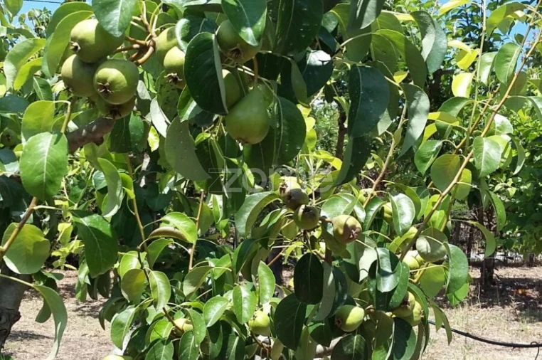 Quinta T5 para Venda em Marvila, Ribeira Santarém, São Salvador, São Nicolau Foto 60