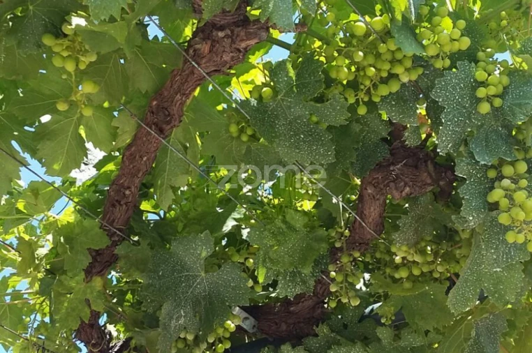 Quinta T5 para Venda em Marvila, Ribeira Santarém, São Salvador, São Nicolau Foto 47