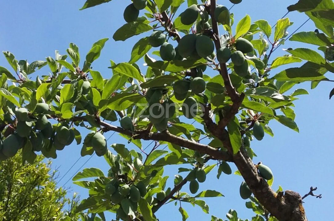 Quinta T5 para Venda em Marvila, Ribeira Santarém, São Salvador, São Nicolau Foto 48