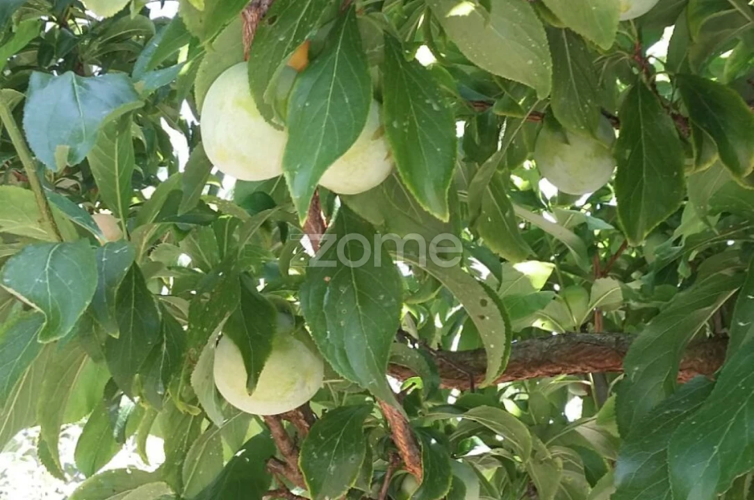 Quinta T5 para Venda em Marvila, Ribeira Santarém, São Salvador, São Nicolau Foto 50