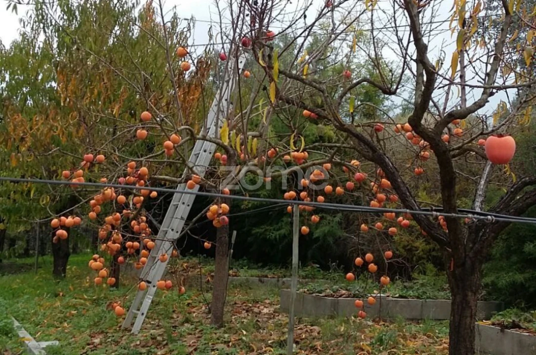 Quinta T5 para Venda em Marvila, Ribeira Santarém, São Salvador, São Nicolau Foto 54