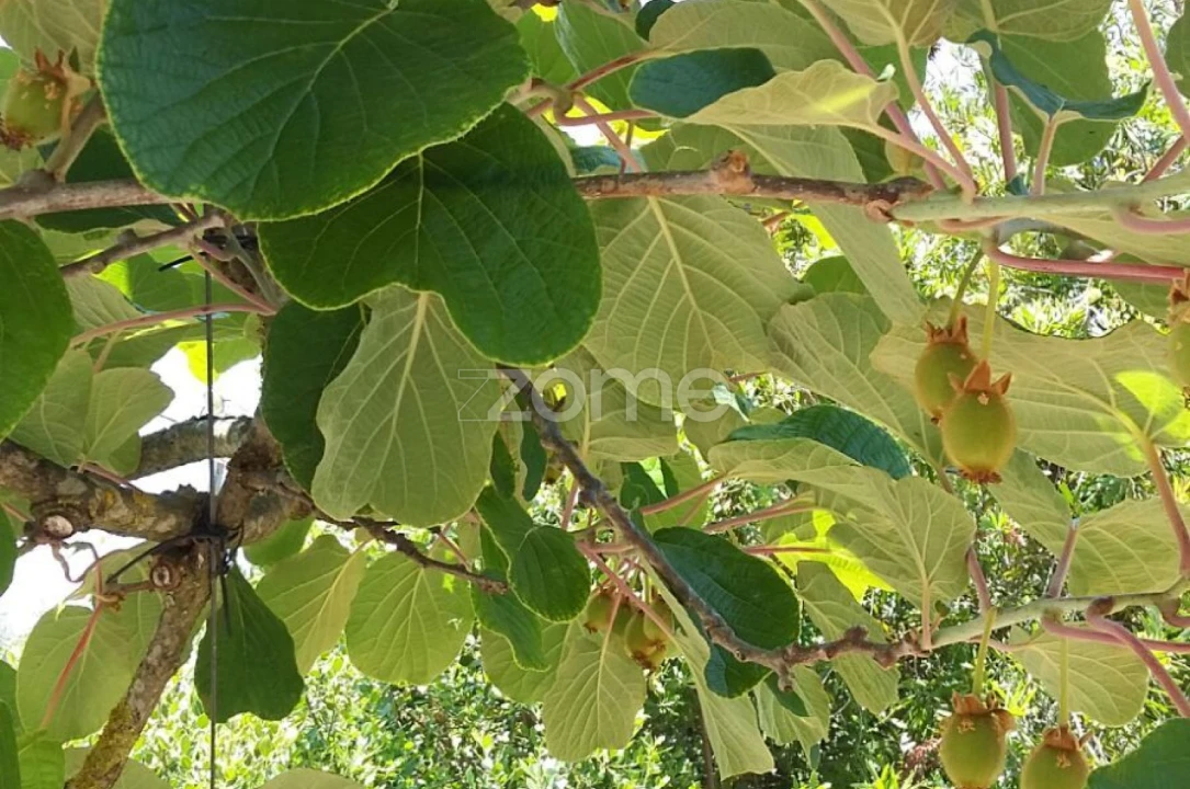 Quinta T5 para Venda em Marvila, Ribeira Santarém, São Salvador, São Nicolau Foto 57