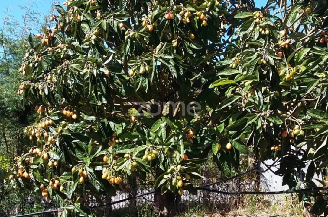 Quinta T5 para Venda em Marvila, Ribeira Santarém, São Salvador, São Nicolau Foto 59