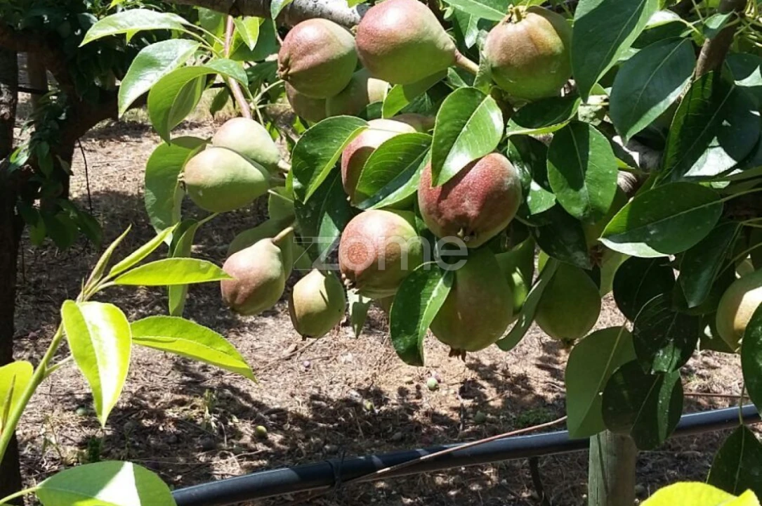 Quinta T5 para Venda em Marvila, Ribeira Santarém, São Salvador, São Nicolau Foto 61