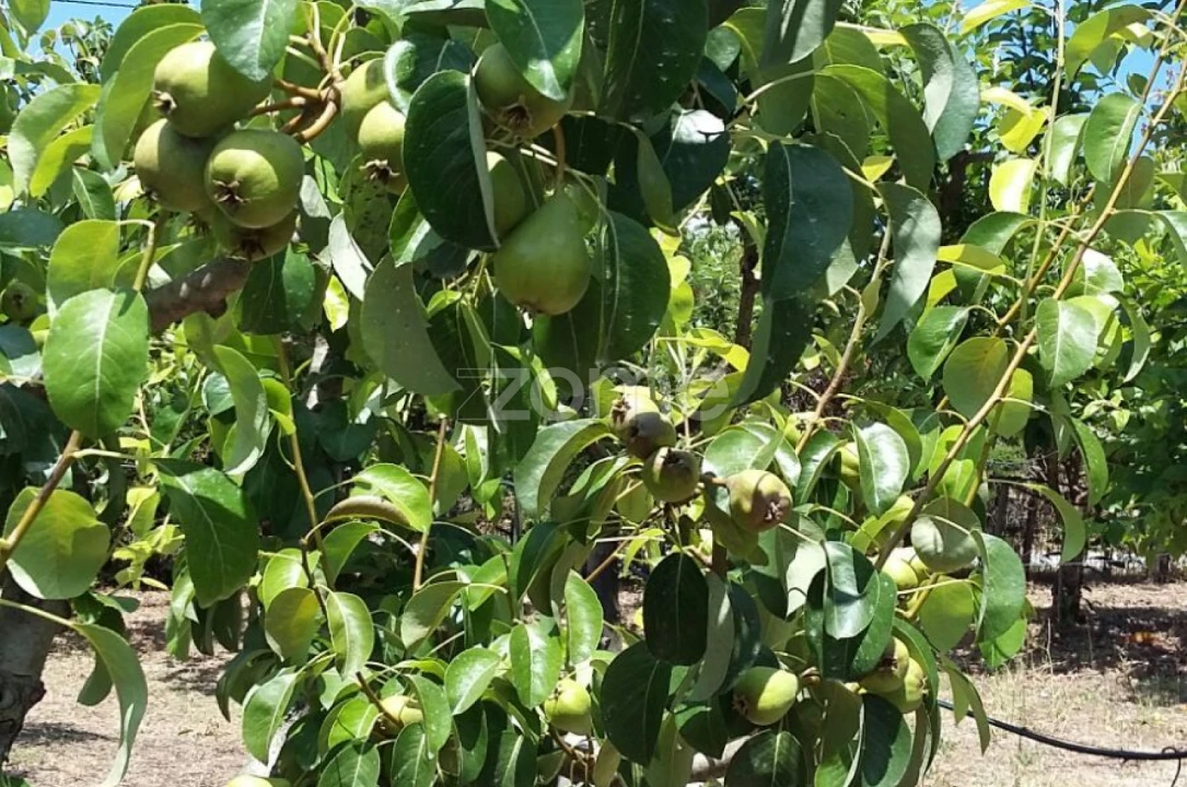 Quinta T5 para Venda em Marvila, Ribeira Santarém, São Salvador, São Nicolau Foto 60