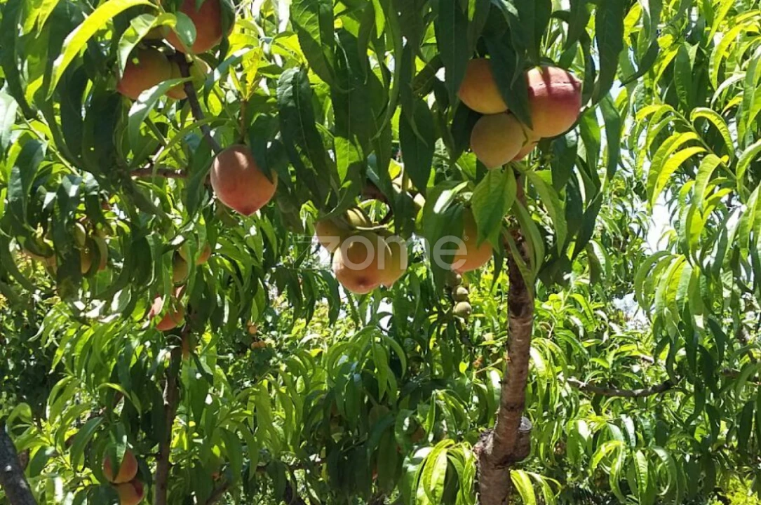 Quinta T5 para Venda em Marvila, Ribeira Santarém, São Salvador, São Nicolau Foto 62
