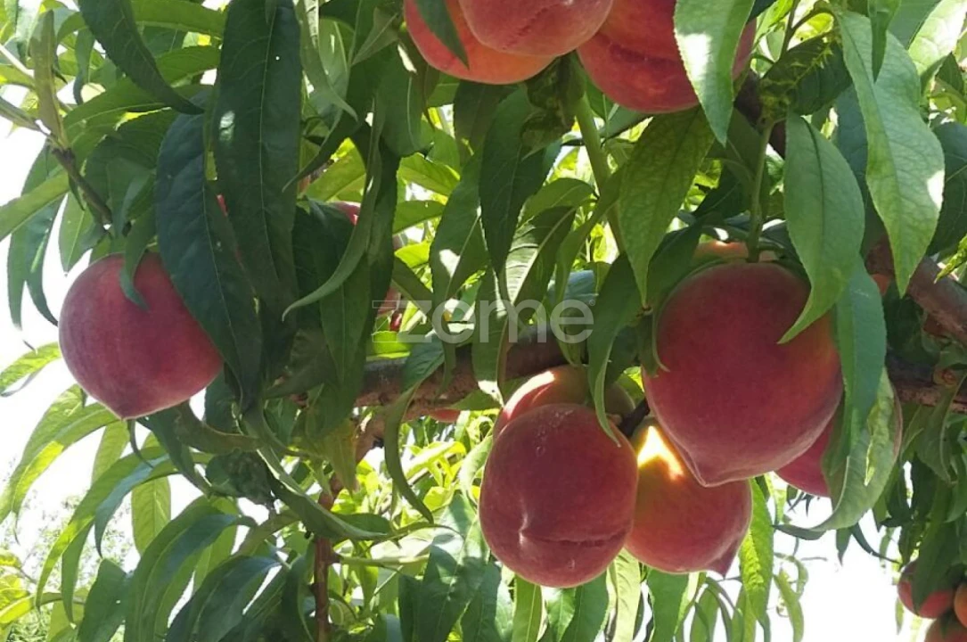 Quinta T5 para Venda em Marvila, Ribeira Santarém, São Salvador, São Nicolau Foto 63