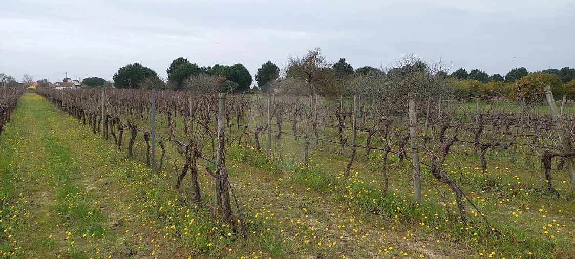 Terreno para Venda em Pontevel Foto 12
