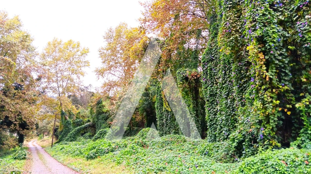 Quinta para Venda em Bouro (Santa Maria) Foto 14