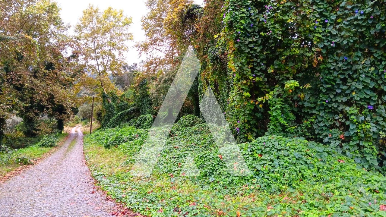 Quinta para Venda em Bouro (Santa Maria) Foto 15