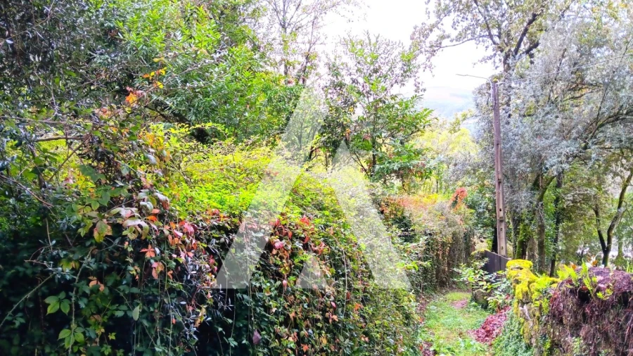 Quinta para Venda em Bouro (Santa Maria) Foto 9