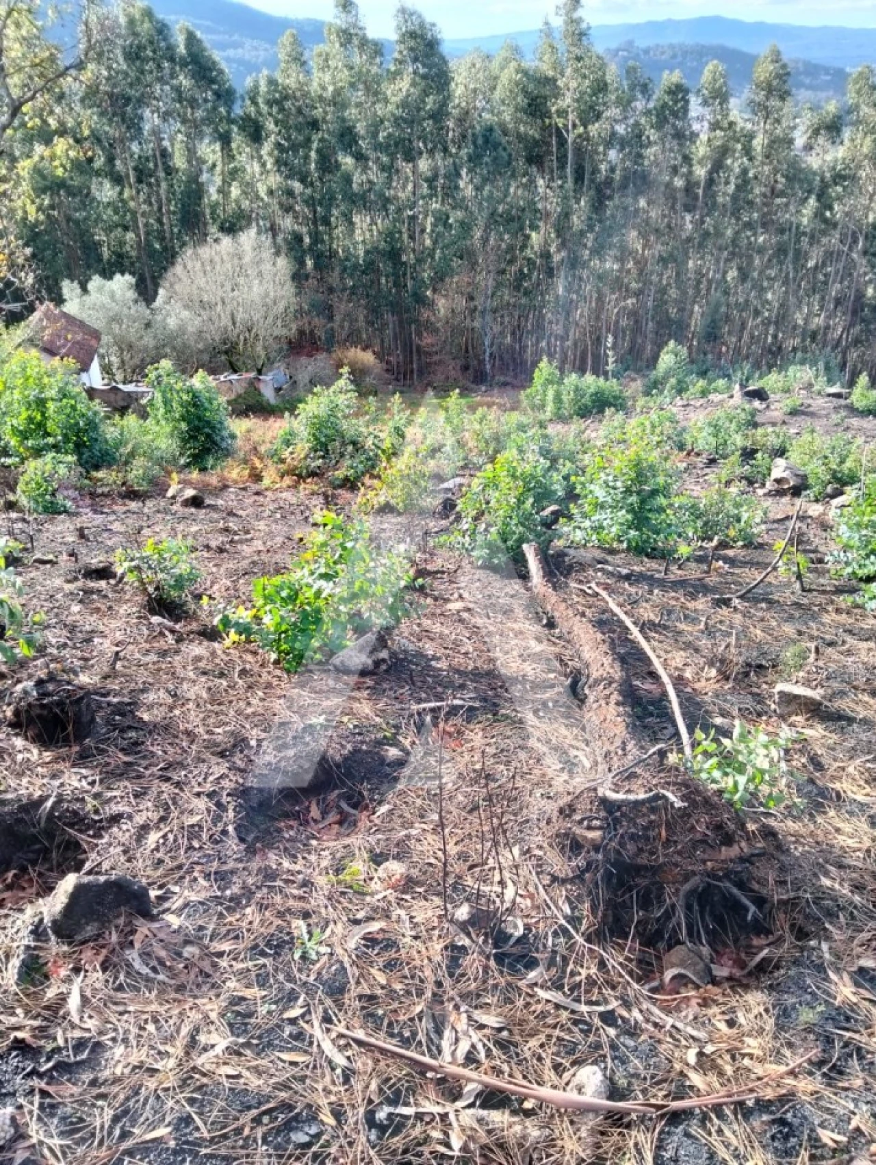 Terreno para Venda em Facha Foto 12