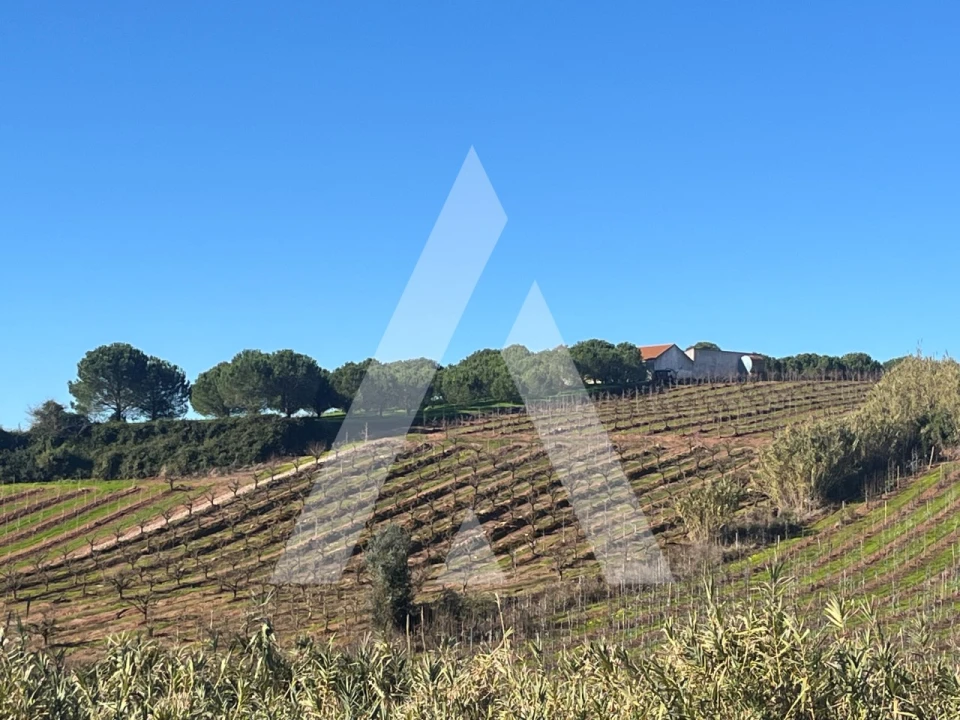 Moradia T4 para Venda em Lamas e Cercal Foto 38