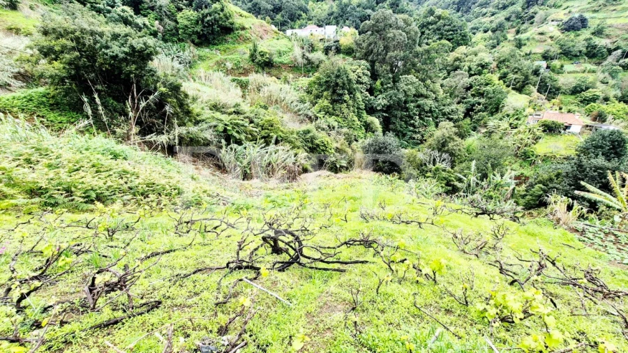 Terreno para Venda em Porto da Cruz Foto 7