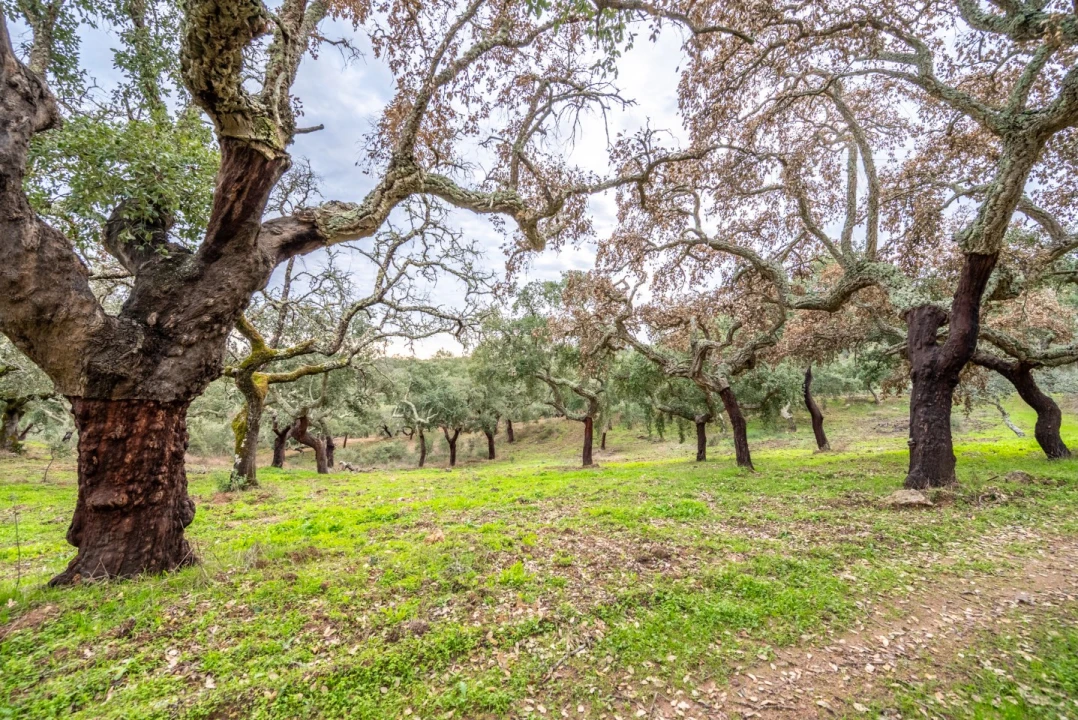 Quinta para Venda em Evora Monte (Santa Maria) Foto 5