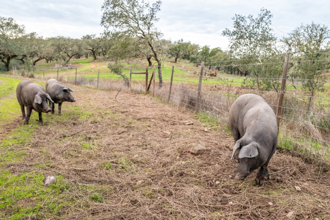 Quinta para Venda em Evora Monte (Santa Maria) Foto 7