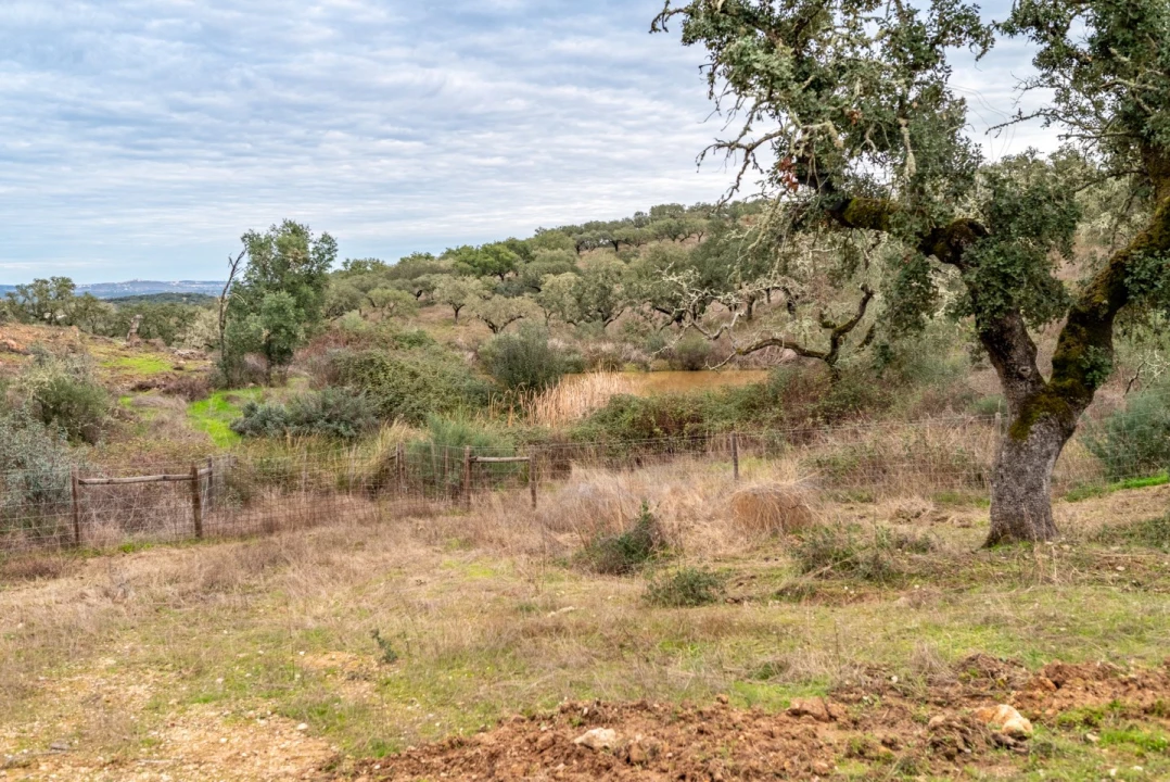 Quinta para Venda em Evora Monte (Santa Maria) Foto 21